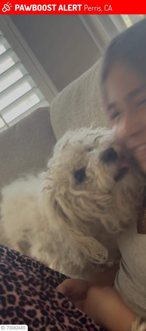 Lost Male Dog last seen Monolith trail, Perris, CA 92570