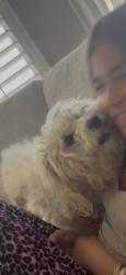 Lost Male Dog last seen Monolith trail, Perris, CA 92570