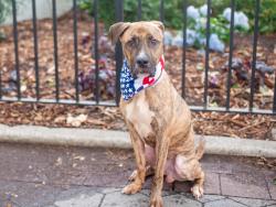 Shelter Stray Male Dog last seen Near E 137th Street, BRONX, NY, 10454, 326 E 110th St, New York, NY 10029, USA