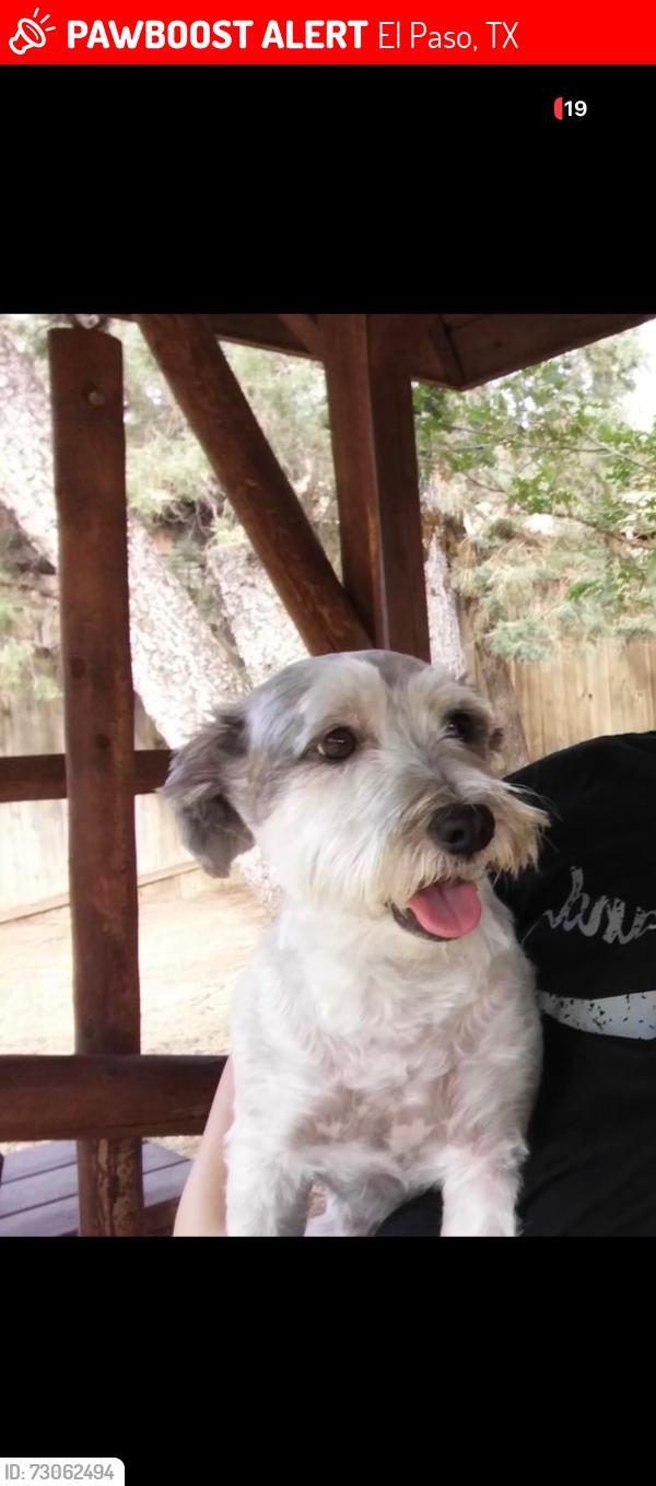 Lost Male Dog last seen ., El Paso, TX 79936