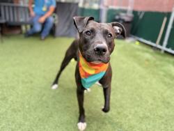 Shelter Stray Male Dog last seen Apt 14H,1368 Webster Avenue, BRONX, NY, 10456, 326 E 110th St, New York, NY 10029, USA