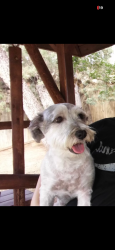 Lost Male Dog last seen ., El Paso, TX 79936