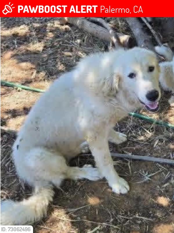 Lost Male Dog last seen Lone tree rd and Palermo rd, Palermo, CA 95965