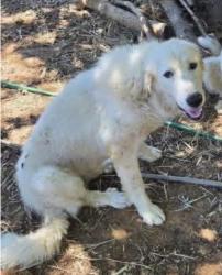 Lost Male Dog last seen Lone tree rd and Palermo rd, Palermo, CA 95965