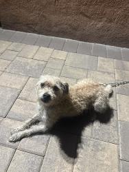 Found/Stray Male Dog last seen Stround st & cherrystone ave, Los Angeles, CA 91402