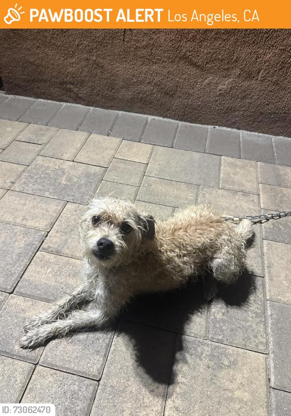 Found/Stray Male Dog last seen Stround st & cherrystone ave, Los Angeles, CA 91402