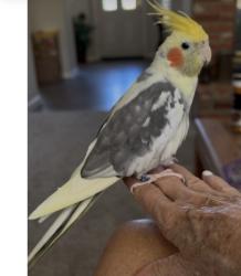 Lost Male Bird last seen Majestic Drive, Rocklin, CA 95765