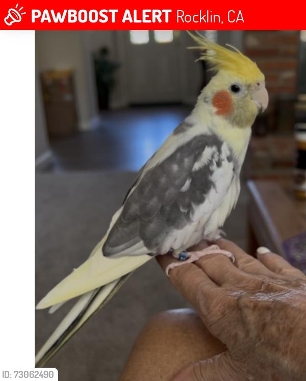 Lost Male Bird last seen Majestic Drive, Rocklin, CA 95765