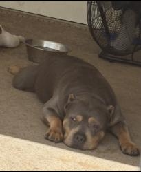 Reunited Male Dog last seen High glen ct s and High Glen Dr , Lakeland, FL 33813