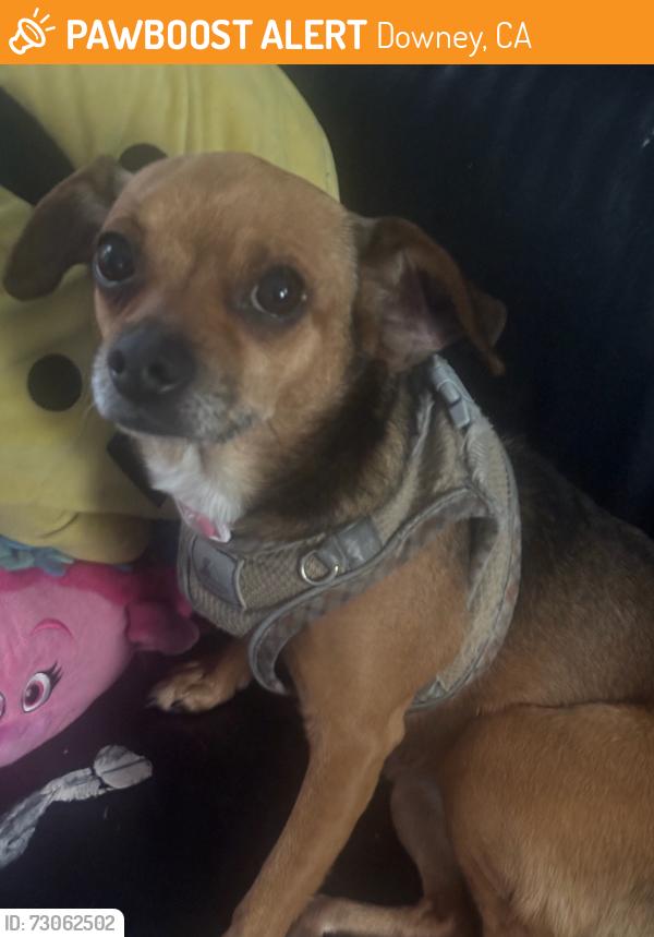 Found/Stray Female Dog last seen Gage and avalon park, Downey, CA 90241