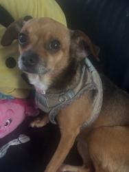 Found/Stray Female Dog last seen Gage and avalon park, Downey, CA 90241