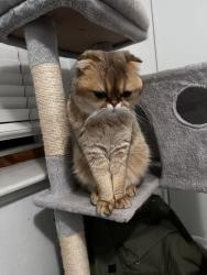 Reunited Female Cat last seen Near chandler dr, Sacramento, CA 95828