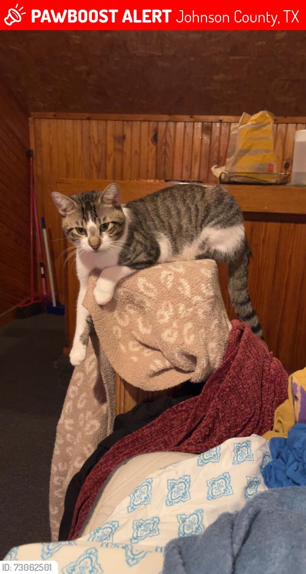Lost Male Cat last seen County road 616 and 917, Johnson County, TX 76009