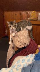 Lost Male Cat last seen County road 616 and 917, Johnson County, TX 76009