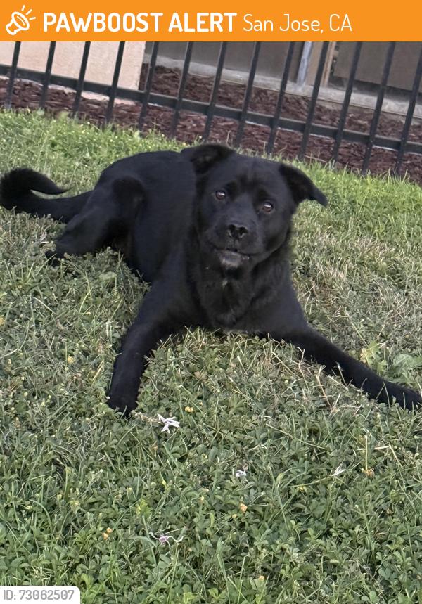 Found/Stray Male Dog last seen Seventh st. And Phelan ave, San Jose, CA 95112