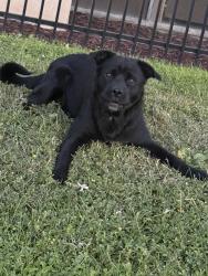 Found/Stray Male Dog last seen Seventh st. And Phelan ave, San Jose, CA 95112