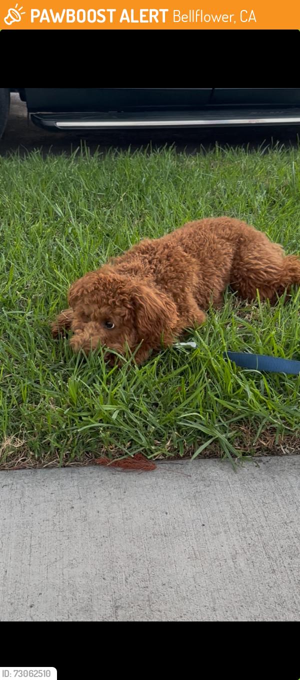 Found/Stray Male Dog last seen Rosecrans Cowley, Bellflower, CA 90706