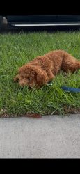Found/Stray Male Dog last seen Rosecrans Cowley, Bellflower, CA 90706