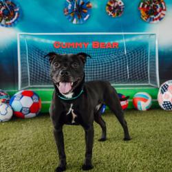 Shelter Stray Male Dog last seen , Animal Care & Control Team of Philly, 111 W Hunting Park Ave, Philadelphia, PA 19140, USA