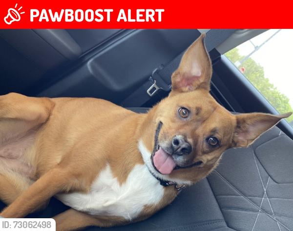 Lost Female Dog last seen SW Tenth Ave, Shawnee County, KS 66610