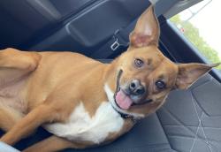 Lost Female Dog last seen SW Tenth Ave, Shawnee County, KS 66610