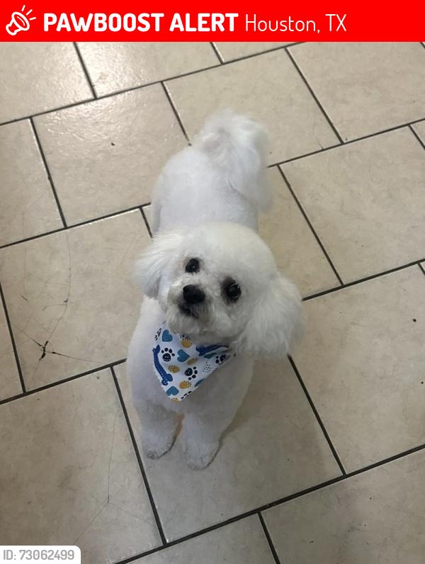 Lost Male Dog last seen Azucenacorea425@gmail.com, Houston, TX 77095