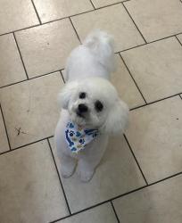 Lost Male Dog last seen Azucenacorea425@gmail.com, Houston, TX 77095