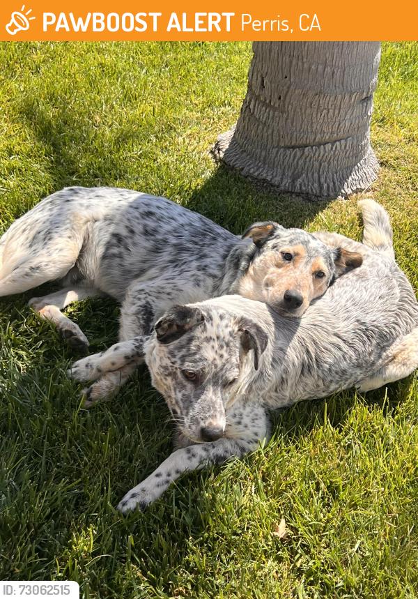 Found/Stray Male Dog last seen Goetz rd , Perris, CA 92570
