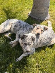 Found/Stray Male Dog last seen Goetz rd , Perris, CA 92570