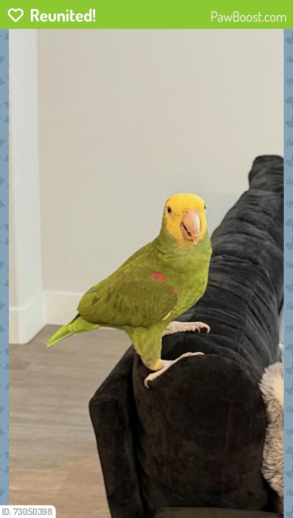 Reunited Male Bird last seen Chick Fil A Mission Center Rd, San Diego, CA 92124