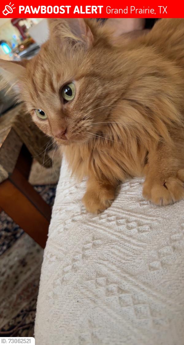 Lost Male Cat last seen West Elementary School, Grand Prairie, TX 75052