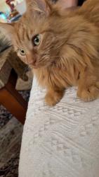 Lost Male Cat last seen West Elementary School, Grand Prairie, TX 75052