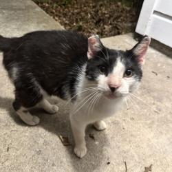 Lost Male Cat last seen College Ave, Bryan, TX 77801