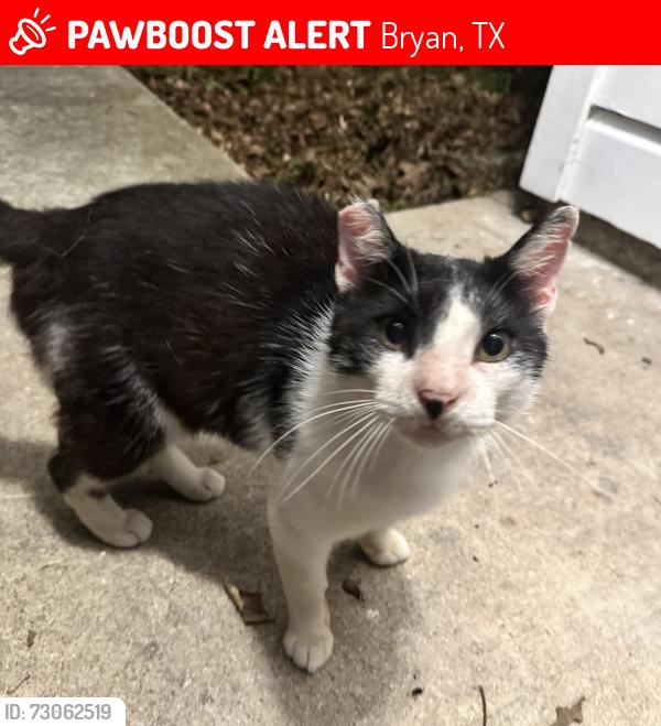 Lost Male Cat last seen College Ave, Bryan, TX 77801
