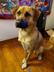 Reunited Male Dog last seen Soper ave, Rockford, IL 61101