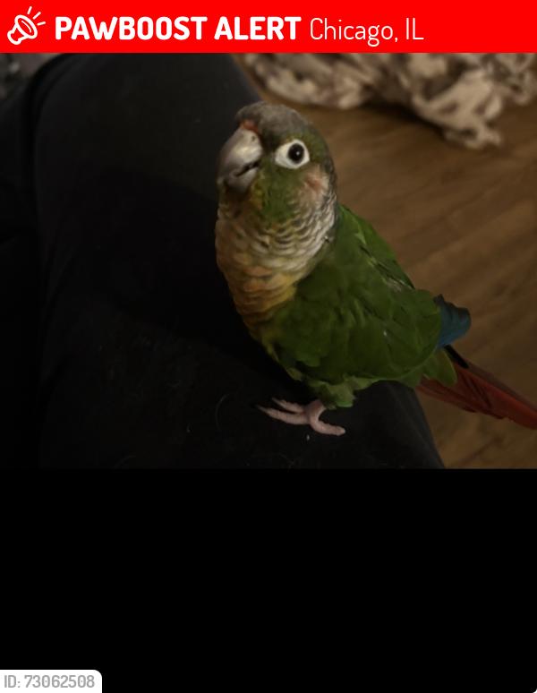 Lost Male Bird last seen W Fletcher St & N Elston Ave, Chicago, IL 60618