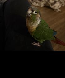 Lost Male Bird last seen W Fletcher St & N Elston Ave, Chicago, IL 60618