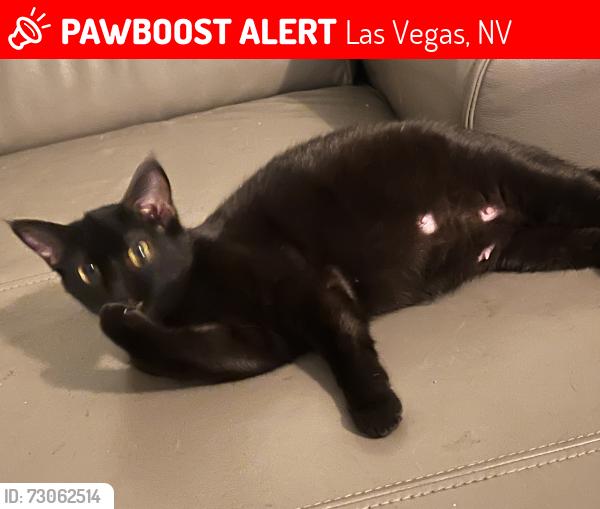 Lost Female Cat last seen Near s spitze dr, Las Vegas, NV 89103