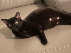 Lost Female Cat last seen Near s spitze dr, Las Vegas, NV 89103