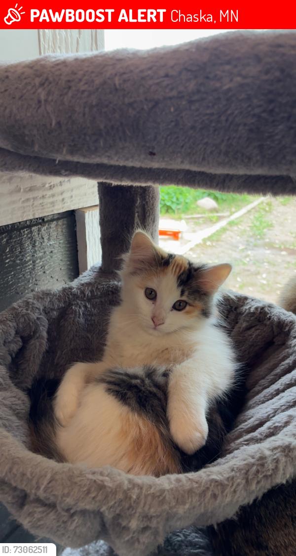 Lost Female Cat last seen Highway 141, Chaska, MN 55318
