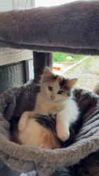 Lost Female Cat last seen Highway 141, Chaska, MN 55318