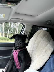 Reunited Female Dog last seen Corona Ct , The Villages, FL 32159