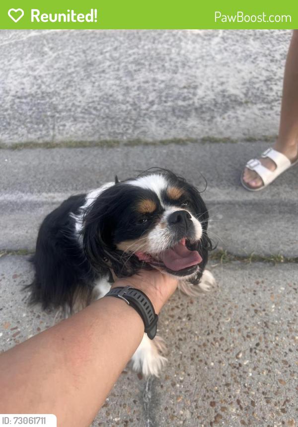 Reunited Female Dog last seen Northshore neighborhood , Panama City, FL 32405