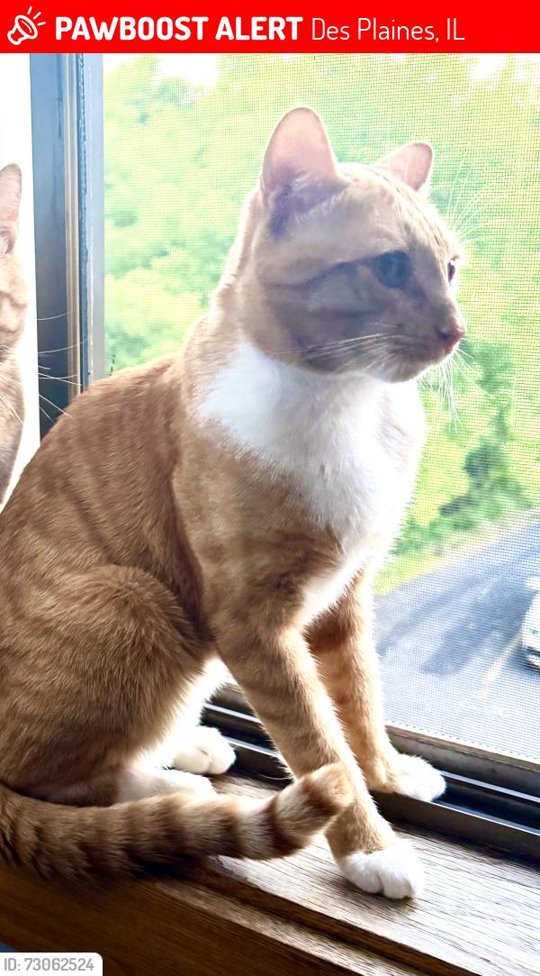 Lost Male Cat last seen Golf Rd and Golf Terrace, Des Plaines, IL 60016