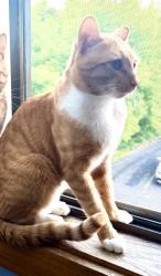 Lost Male Cat last seen Golf Rd and Golf Terrace, Des Plaines, IL 60016