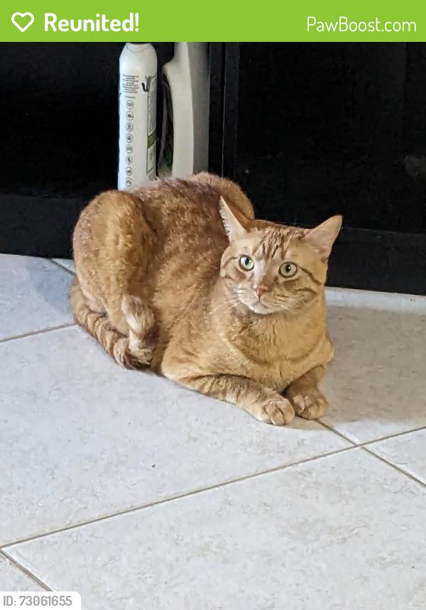 Reunited Male Cat last seen Prospect boulevard near olivet cemetery , Frederick, MD 21701