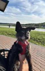 Reunited Male Dog last seen East Linden ave, Miamisburg, OH 45342