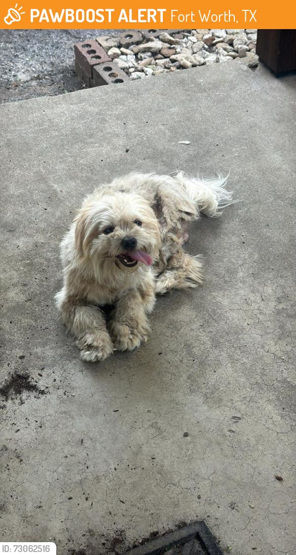 Found/Stray Male Dog last seen Hale ave Diamond Hill Area, Fort Worth, TX 76106