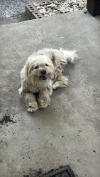Found/Stray Male Dog last seen Hale ave Diamond Hill Area, Fort Worth, TX 76106