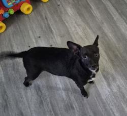 Reunited Female Dog last seen Highway 16, Tacoma, WA 98409